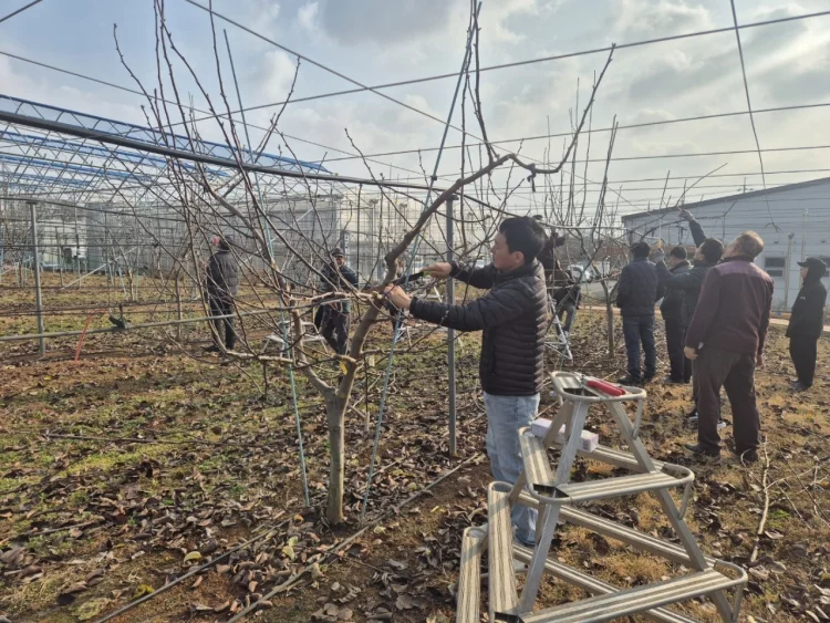 나주시, 우리품종 나주배 전정단 3기 교육생 모집