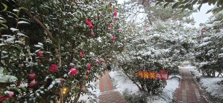 신안 ‘섬 겨울꽃 축제’, 4천만 송이 애기동백 향연 성황리에 마무리