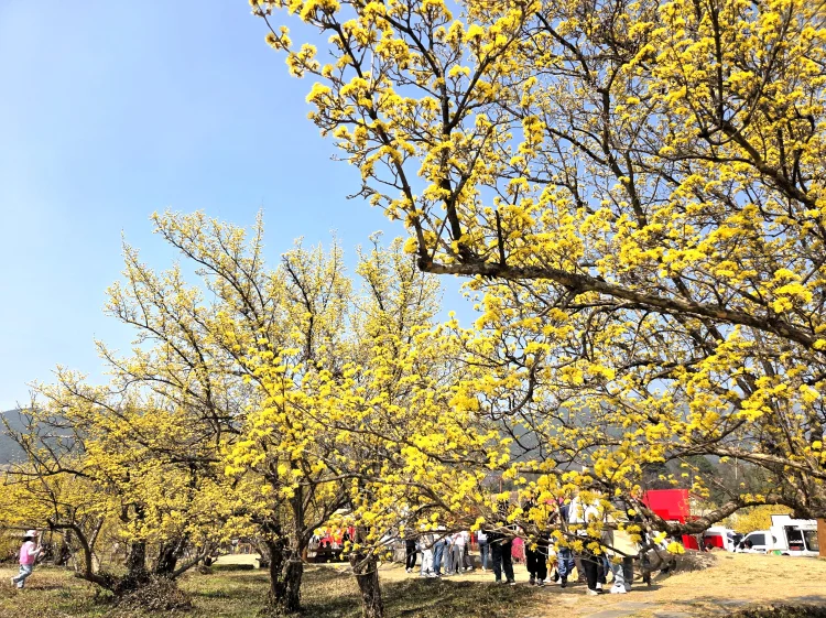 구례산수유꽃축제, 3월14일 개막…'체험·문화·공연' 듬뿍