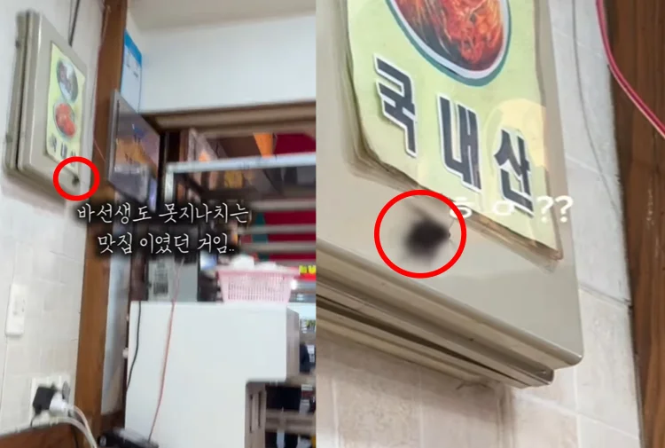 떡볶이 맛집의 민낯…‘달인’ 명패 아래서 튀어나온 대형 바퀴벌레