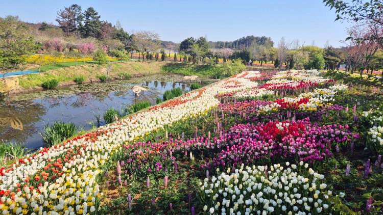 2026 태안 튤립축제 기간