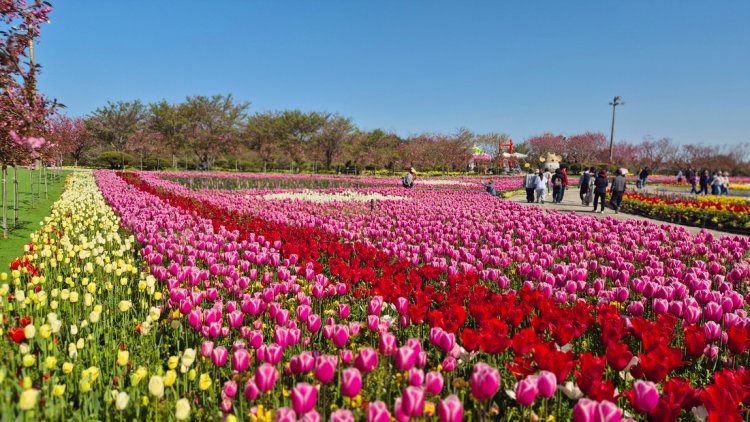 2026 태안 튤립축제 이용 꿀팁